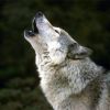 loup